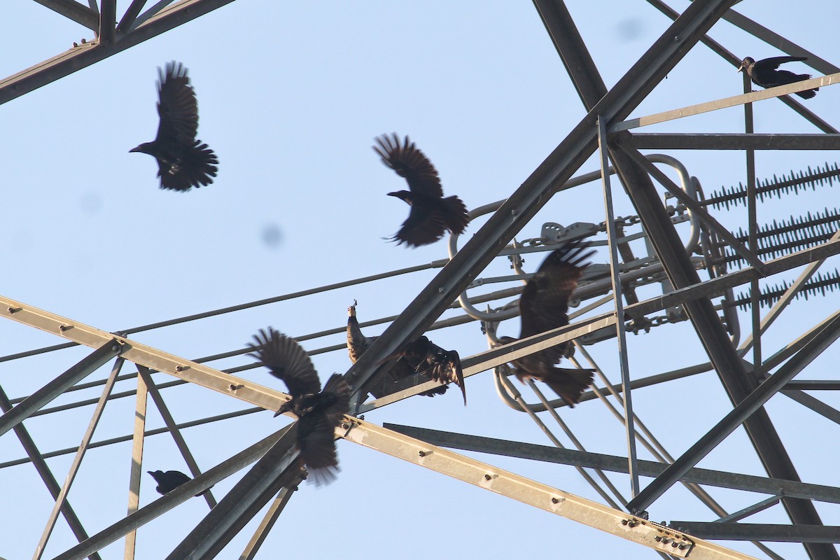 Large-billed Crow - ML612816546