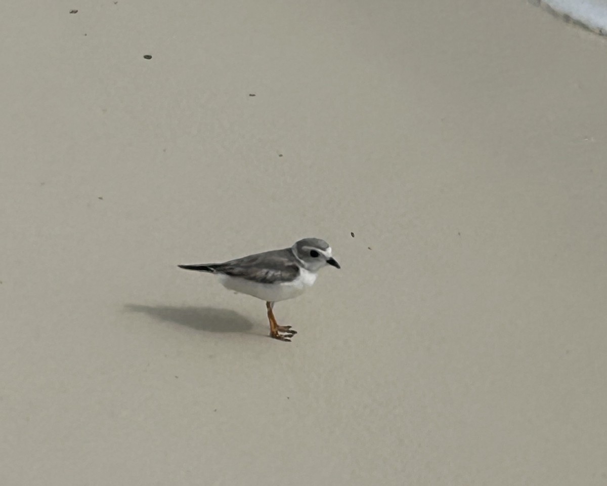 kulík pisklavý - ML612816575