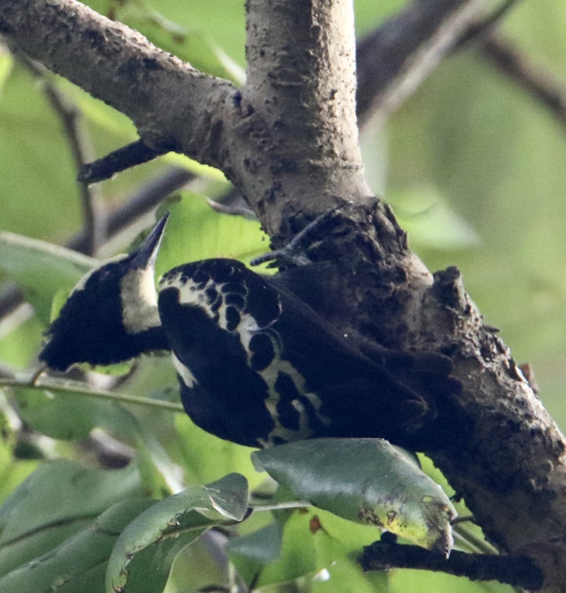 Heart-spotted Woodpecker - ML612816579