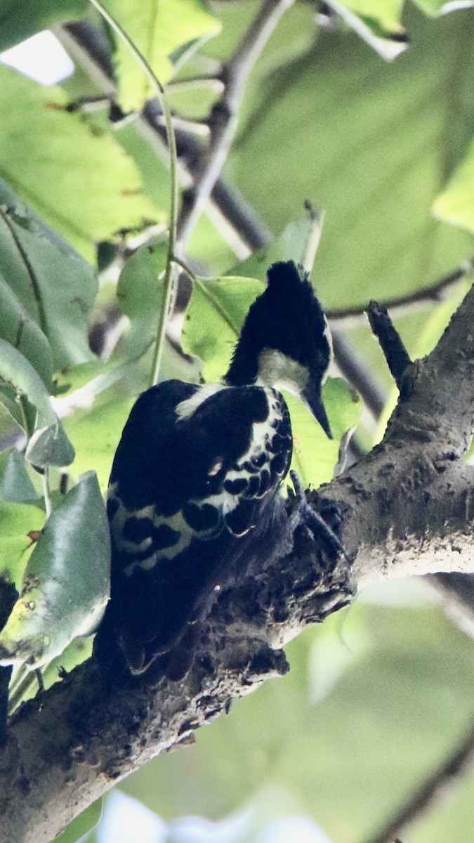 Heart-spotted Woodpecker - ML612816580