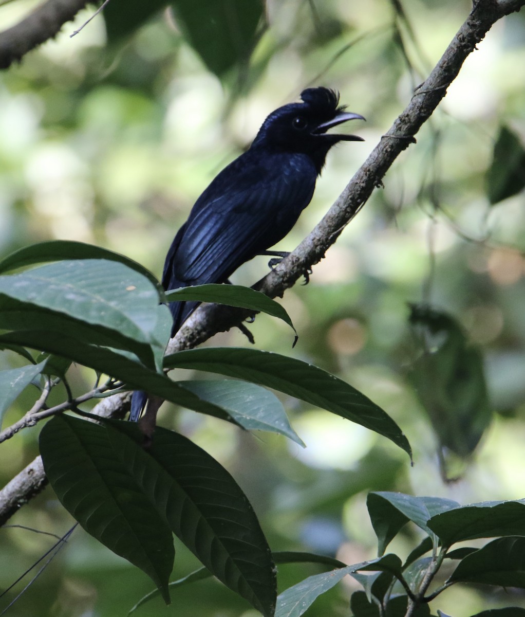 Greater Racket-tailed Drongo - ML612816614