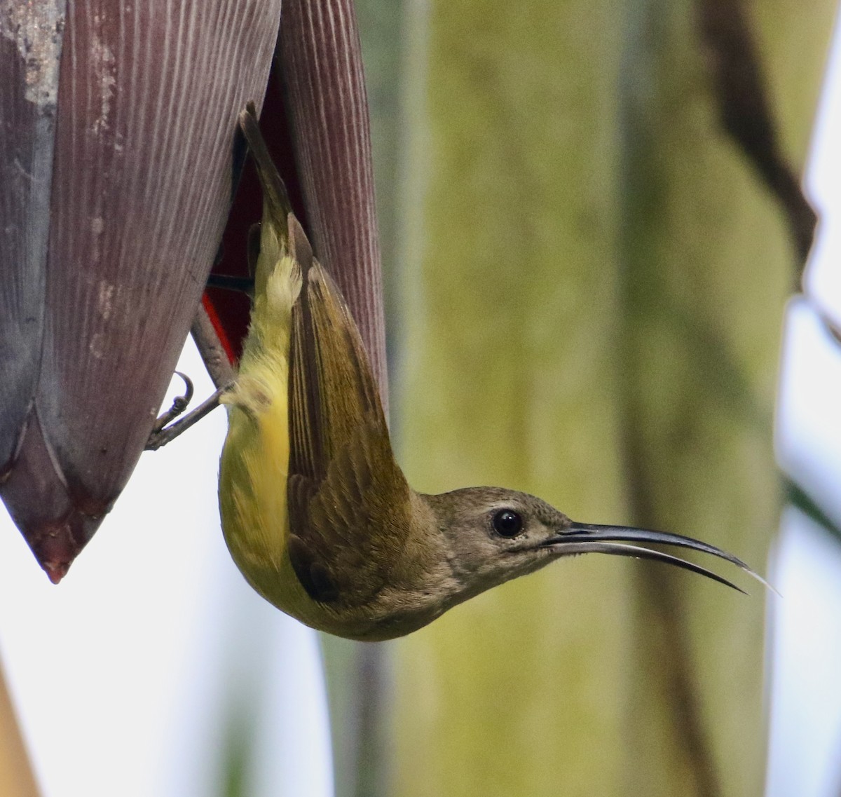 Little Spiderhunter - ML612816642