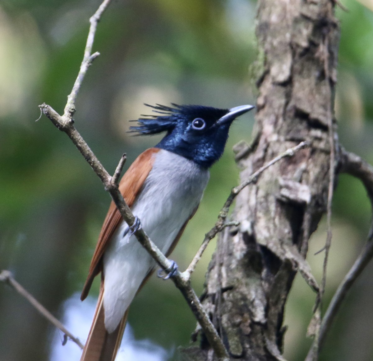 Indian Paradise-Flycatcher - ML612816669