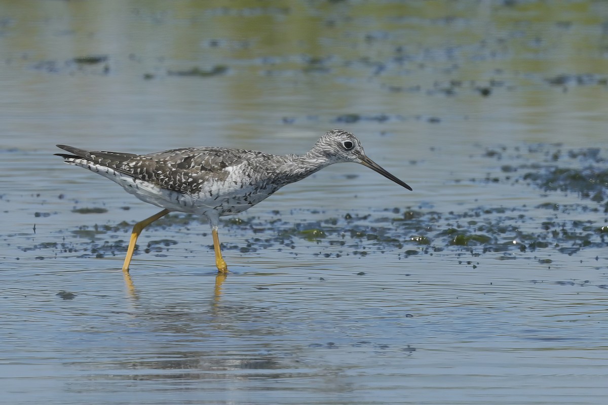 Greater Yellowlegs - Jun Tsuchiya