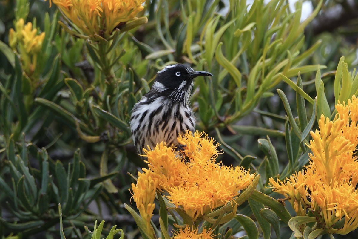 New Holland Honeyeater - ML612816962