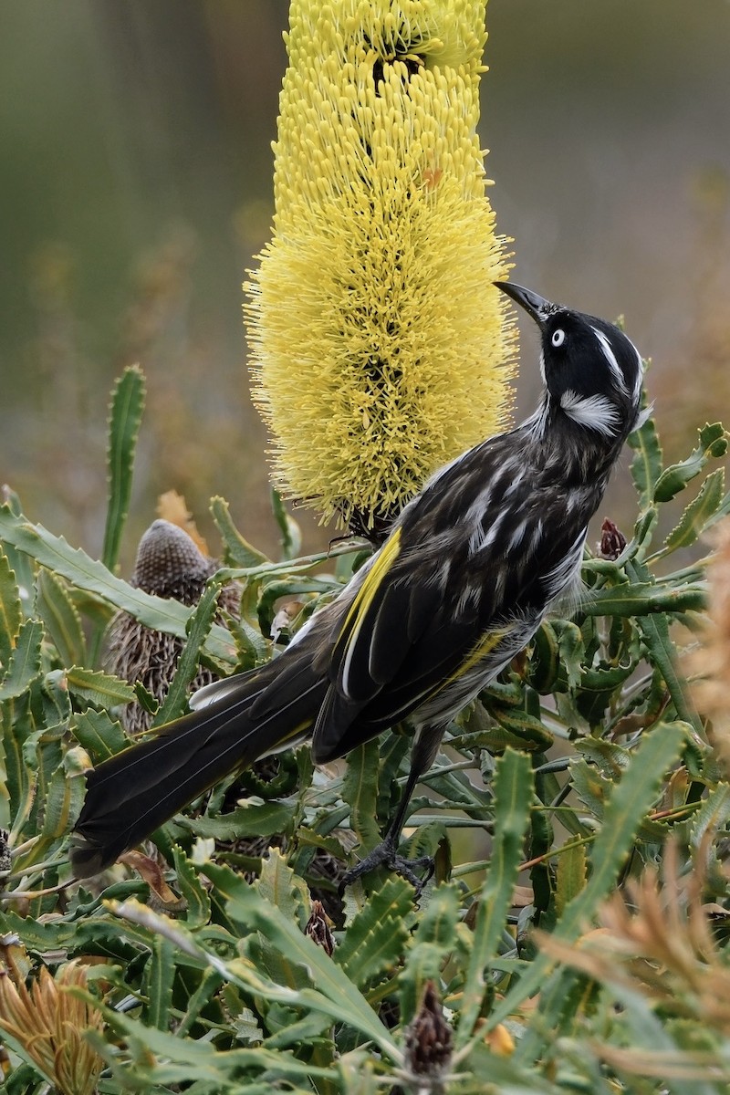 New Holland Honeyeater - ML612816963