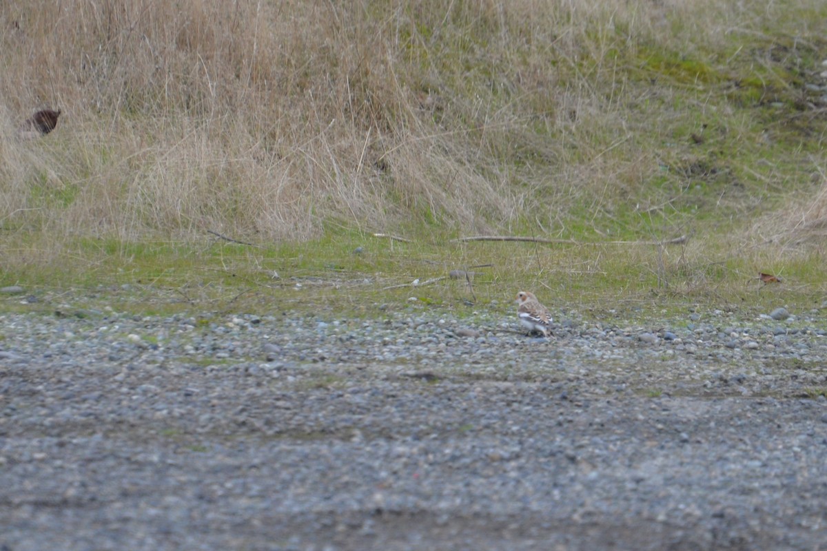 Snow Bunting - Larry Hooge