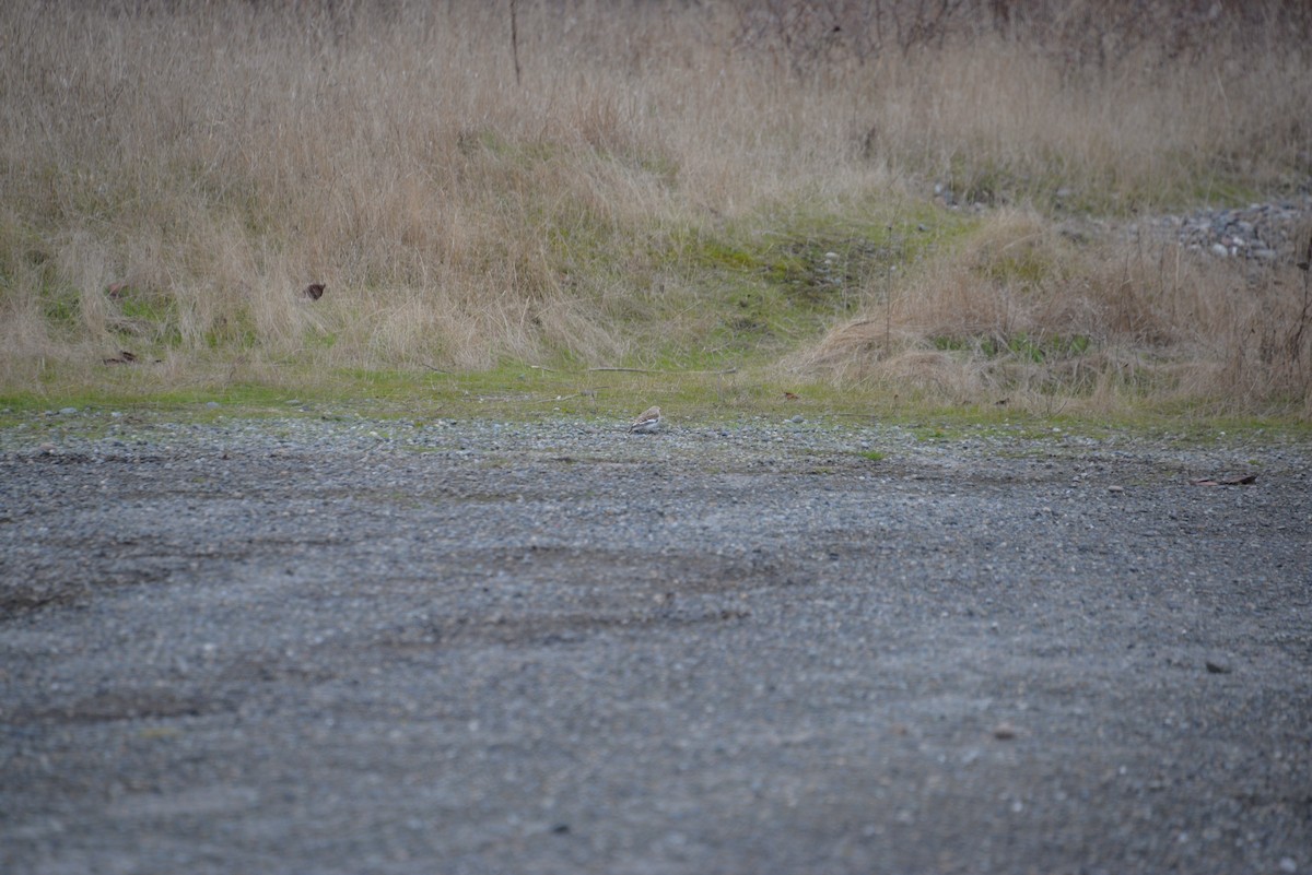 Zigolo delle nevi - ML612816989