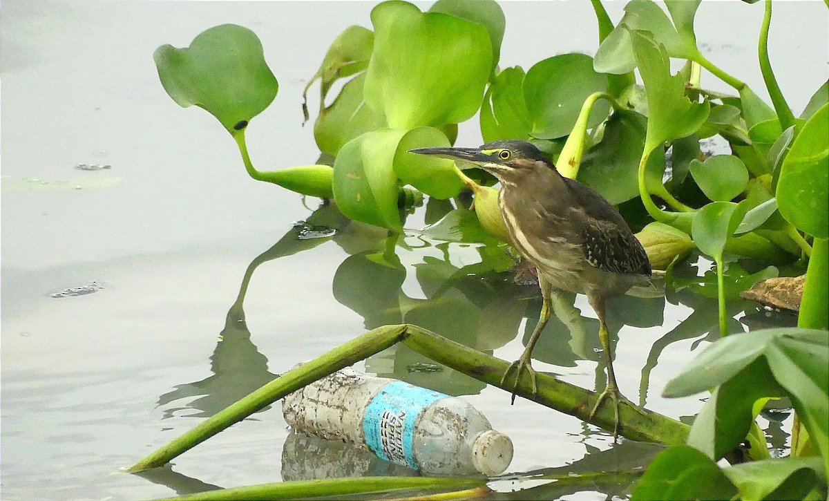 Striated Heron - ML612817047