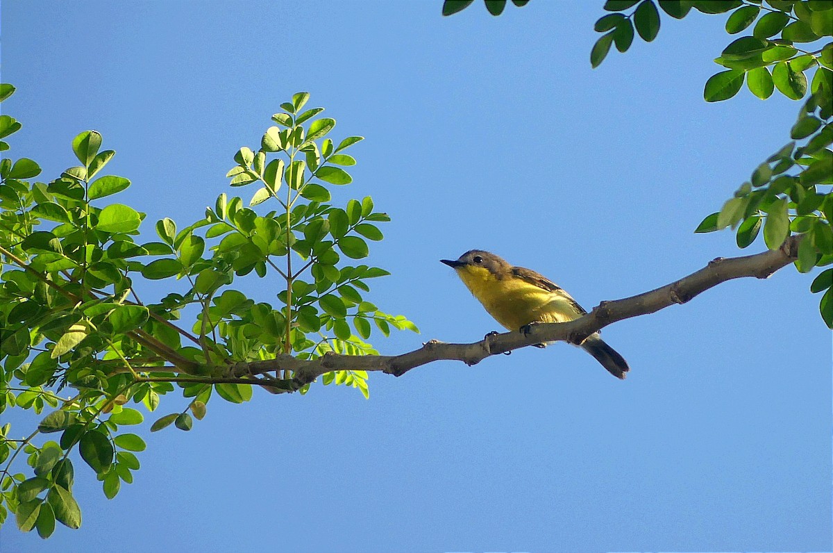 Golden-bellied Gerygone - ML612817050