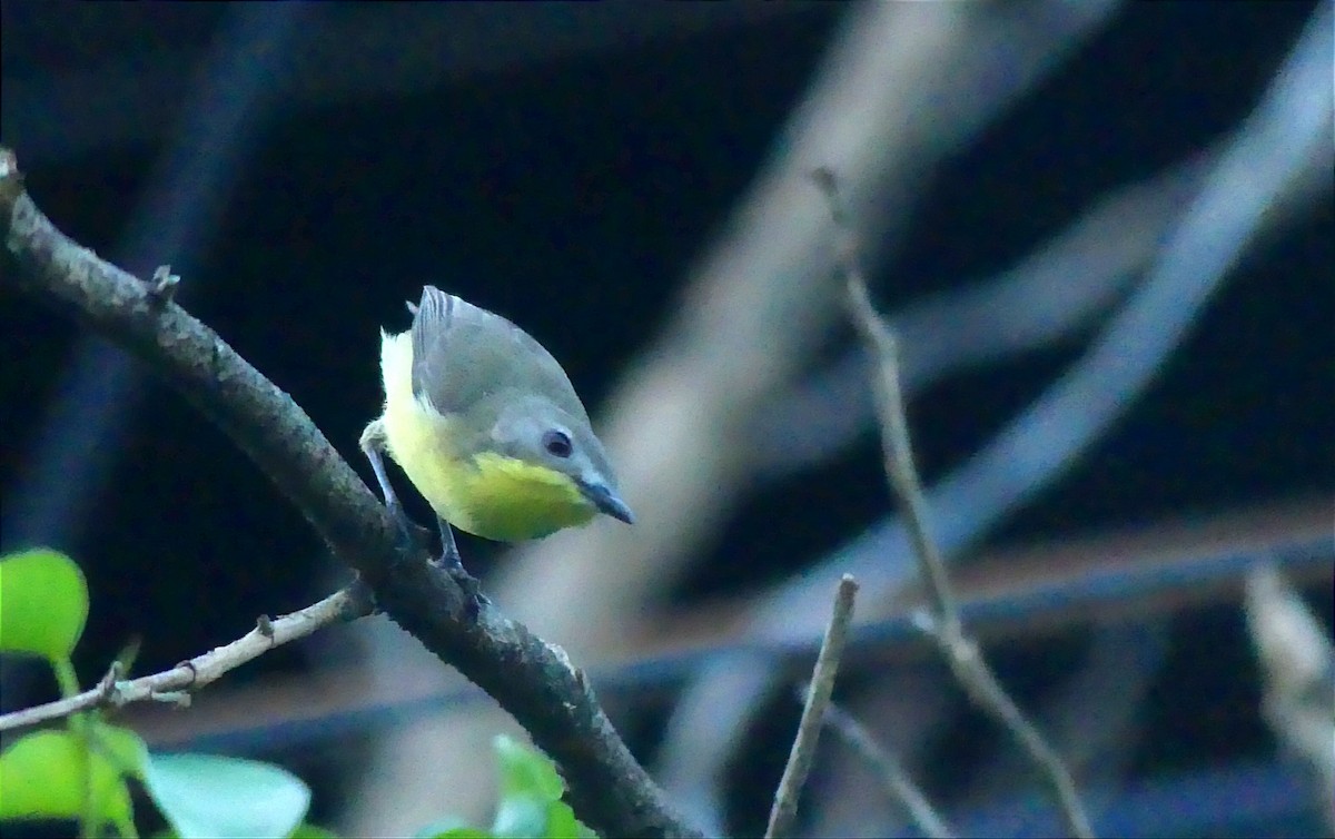 Golden-bellied Gerygone - ML612817051
