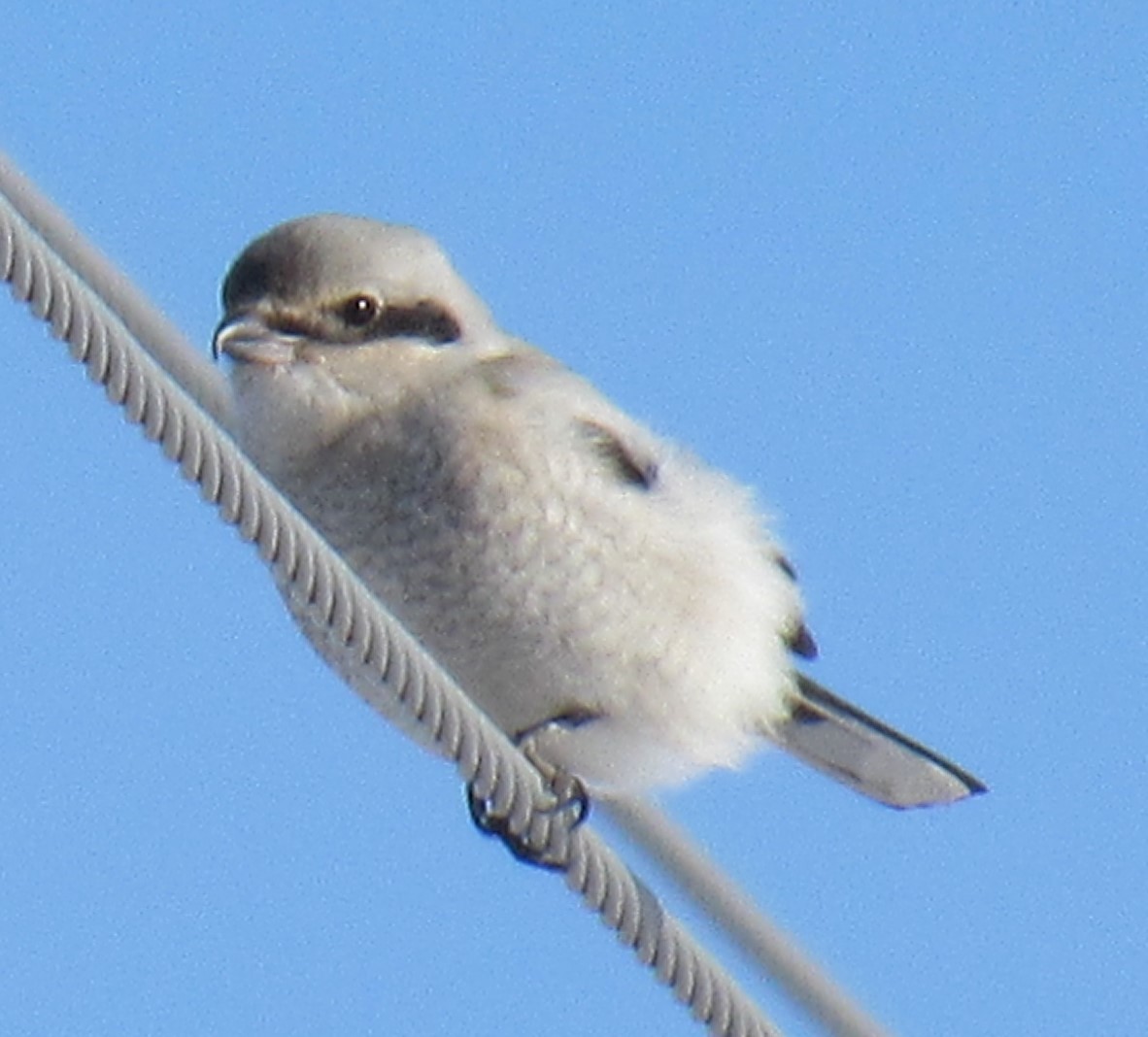 Northern Shrike (American) - Bill Huser