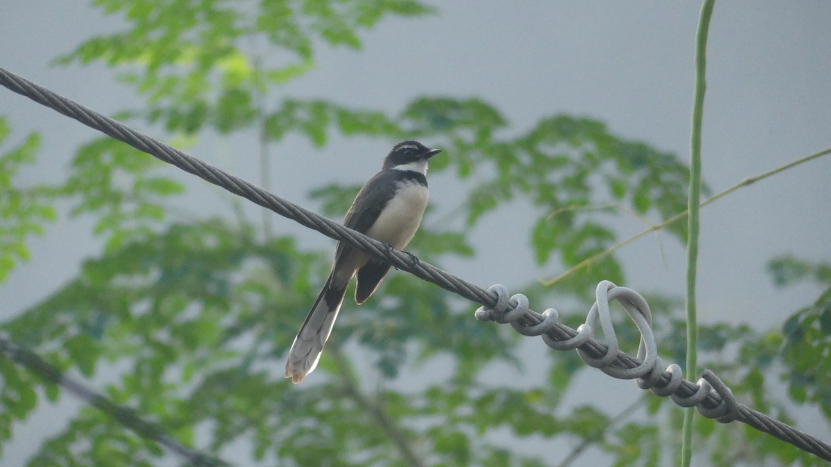 Philippine Pied-Fantail - ML612817069
