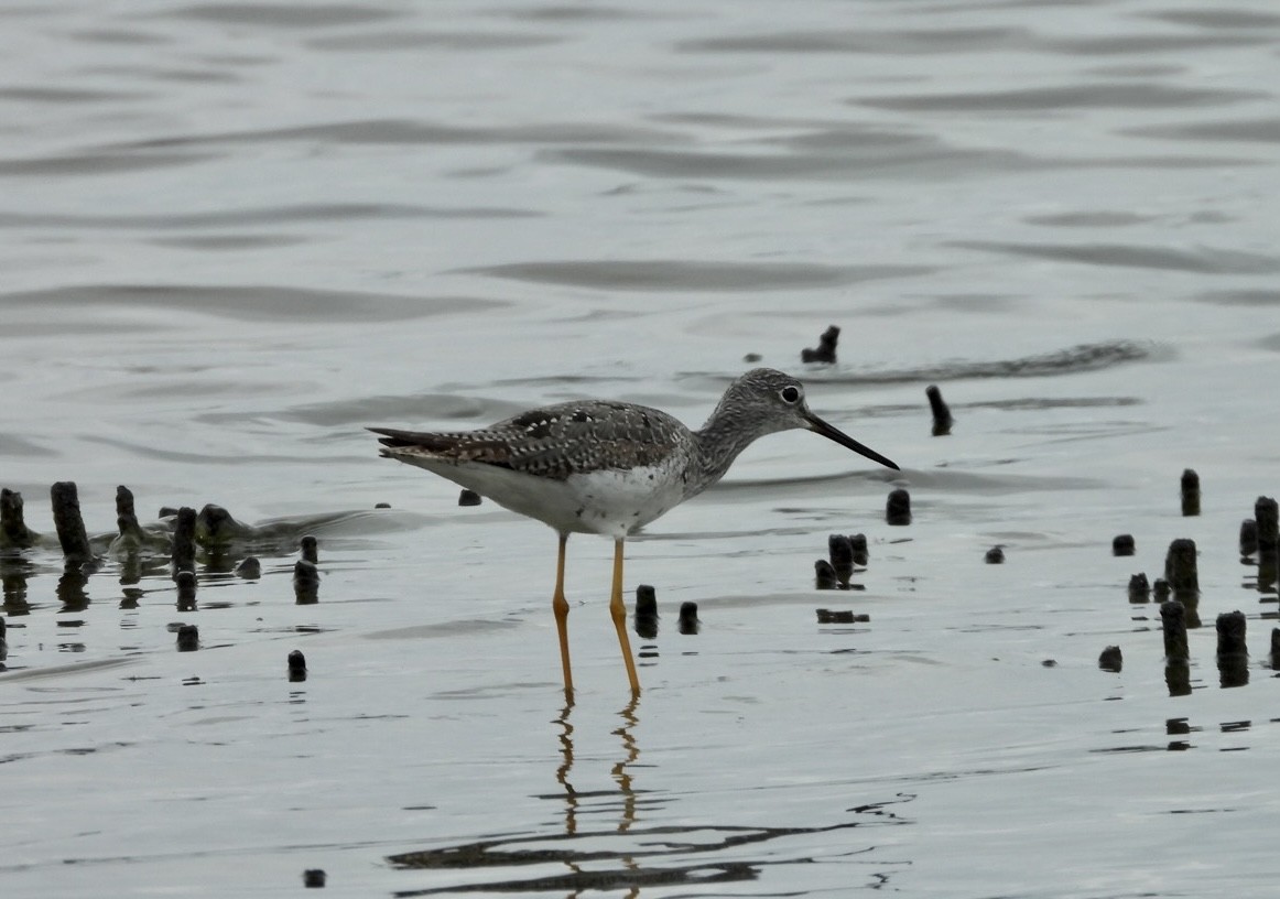 Greater Yellowlegs - Nathan Wise