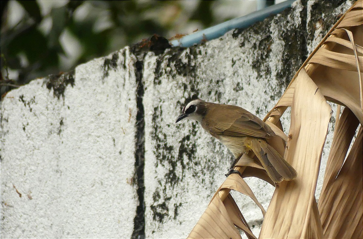 Yellow-vented Bulbul - ML612817077