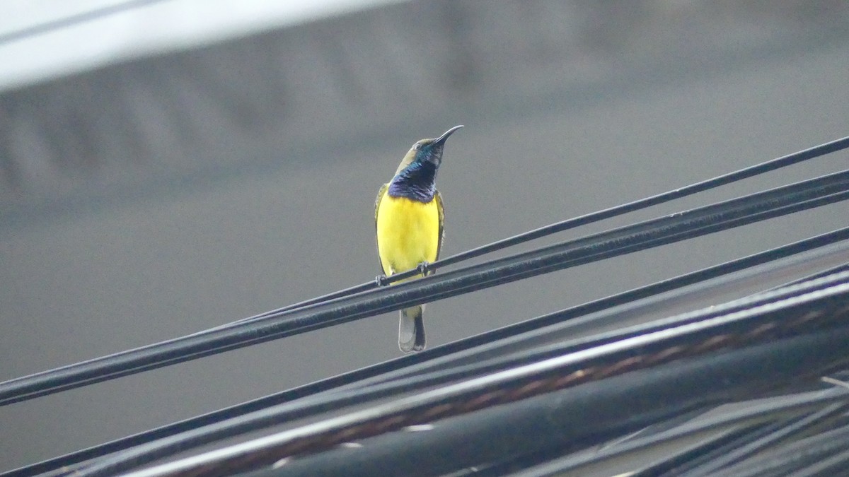 Garden Sunbird - ML612817081