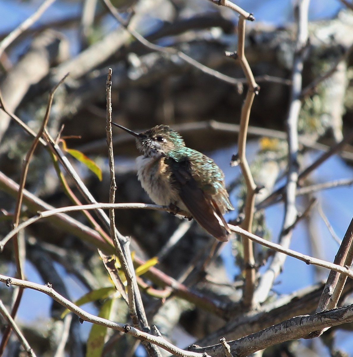 Calliope Hummingbird - ML612817135