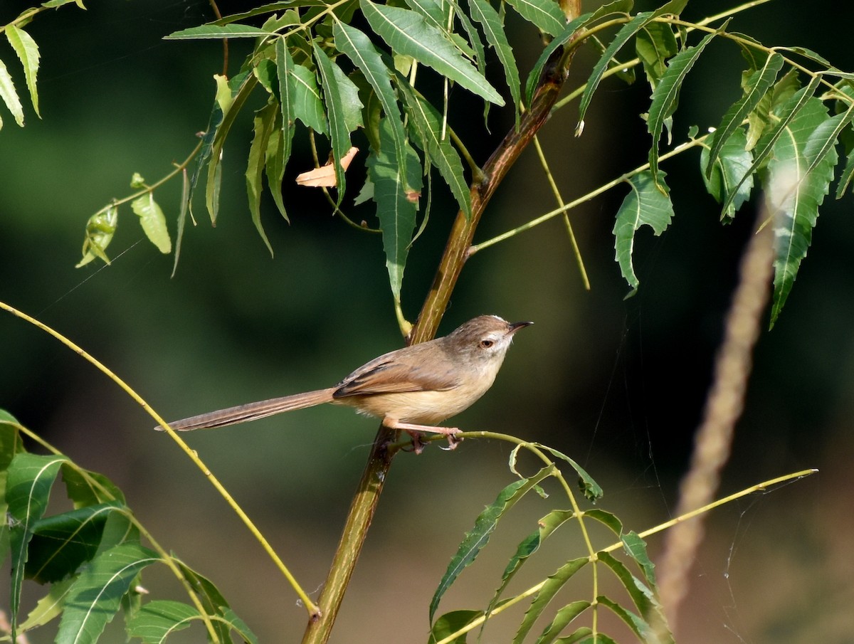 Plain Prinia - Anonymous