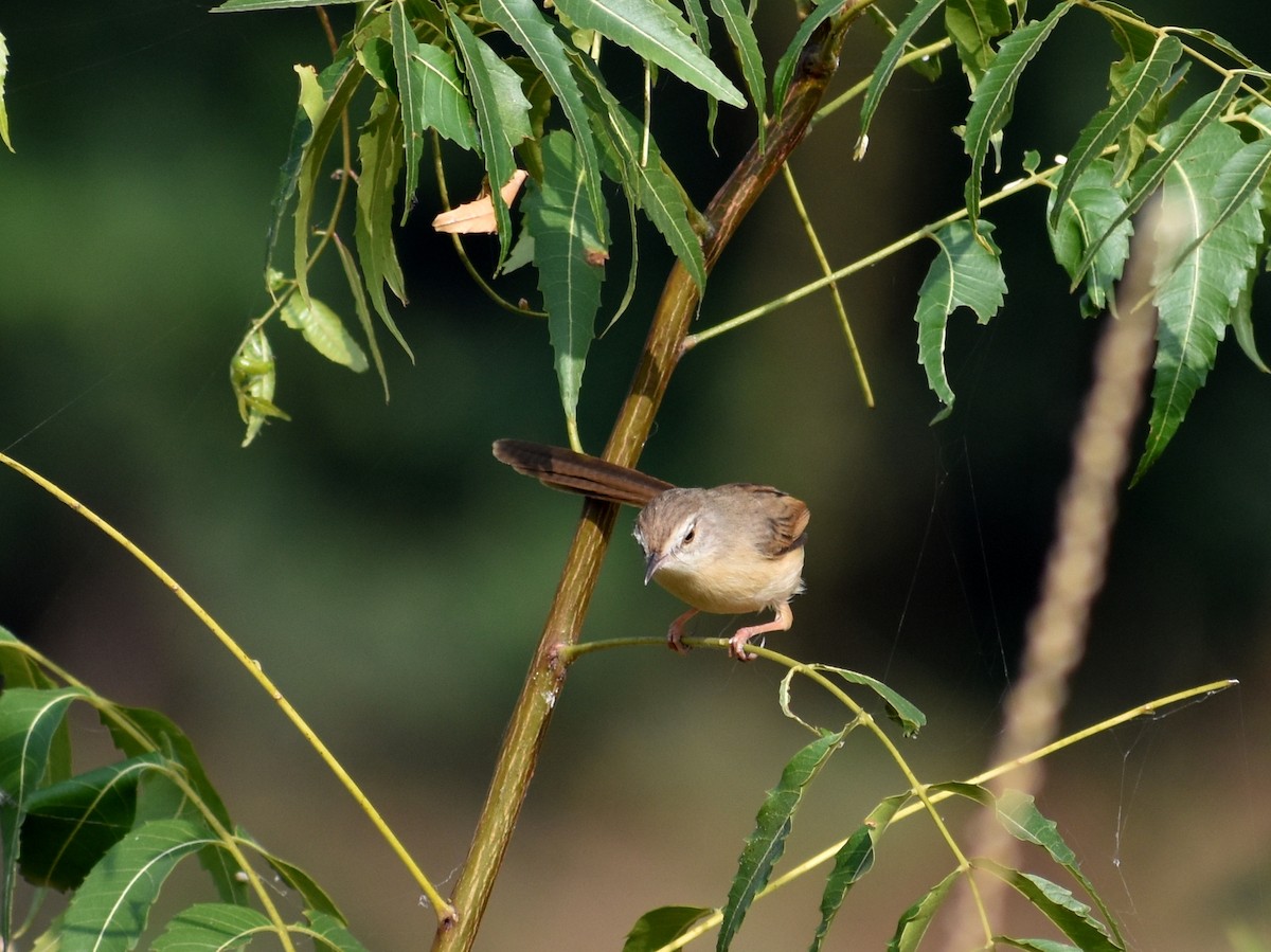 Plain Prinia - ML612817187