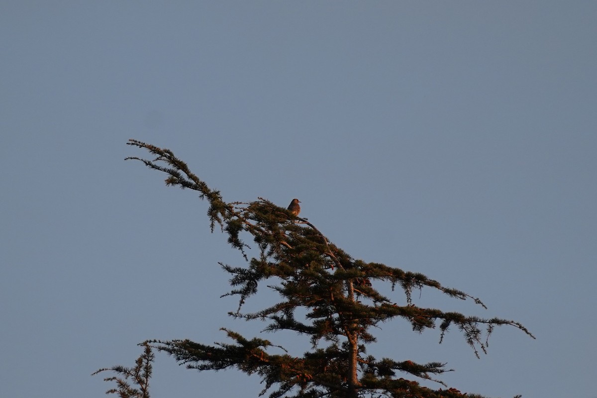 Northern Flicker - ML612817223