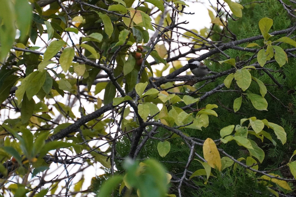 Chestnut-backed Chickadee - ML612817232