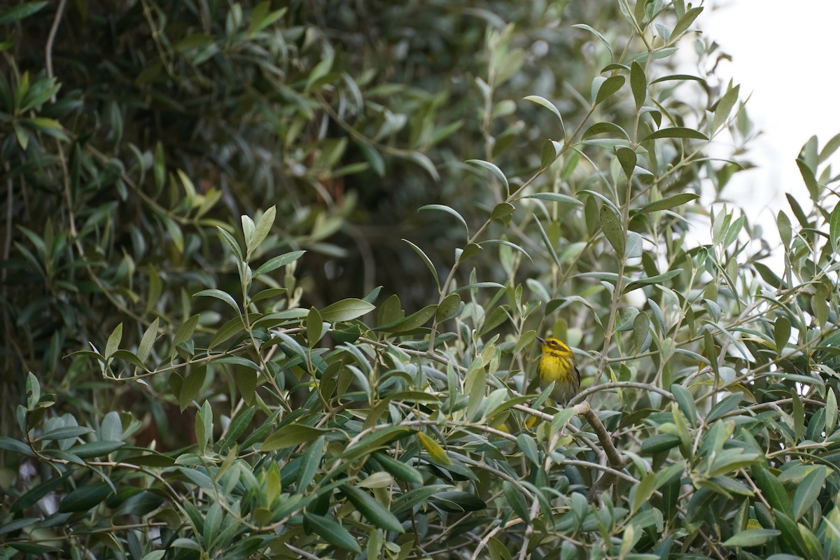 Townsend's Warbler - ML612817234