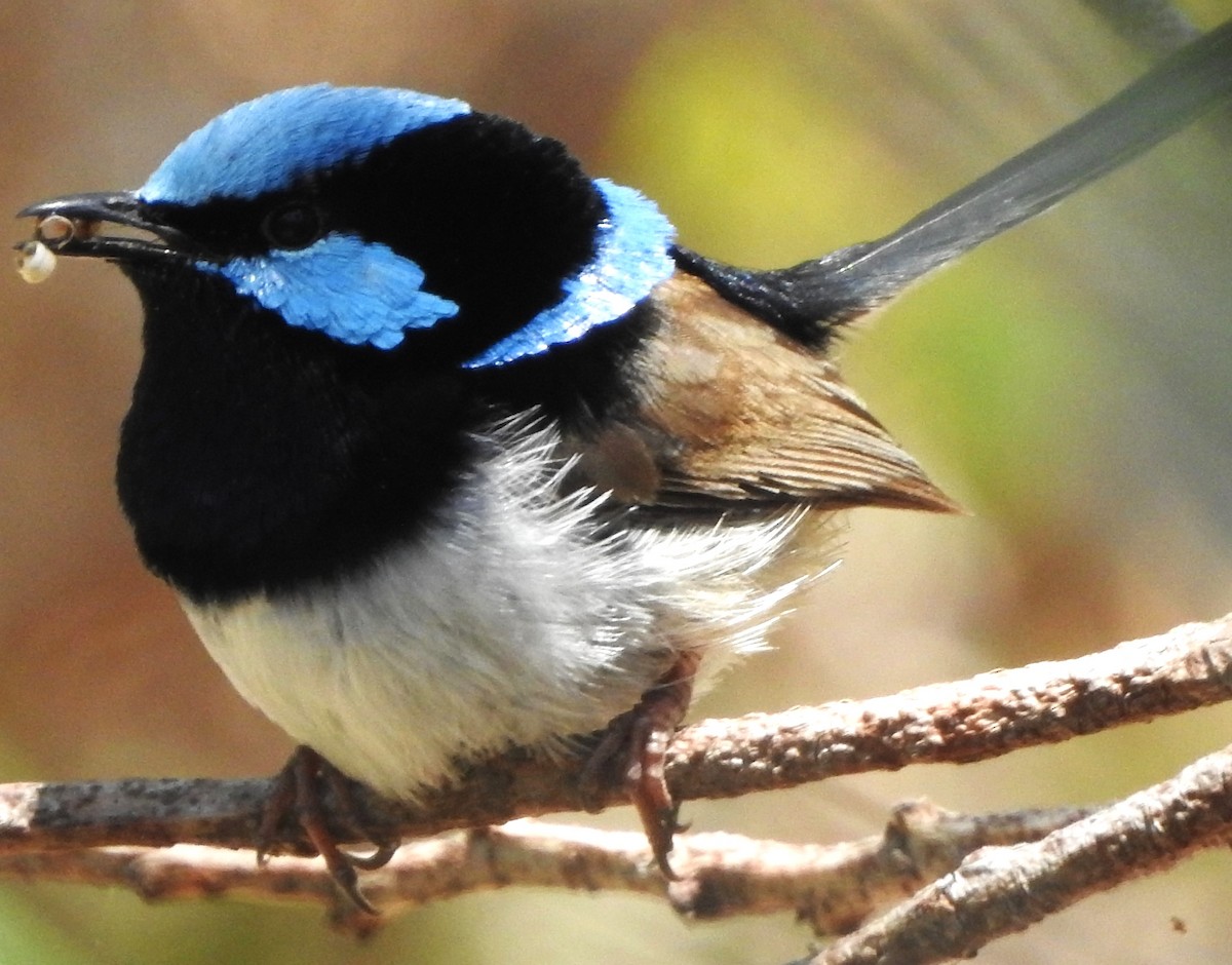 Superb Fairywren - ML612817298