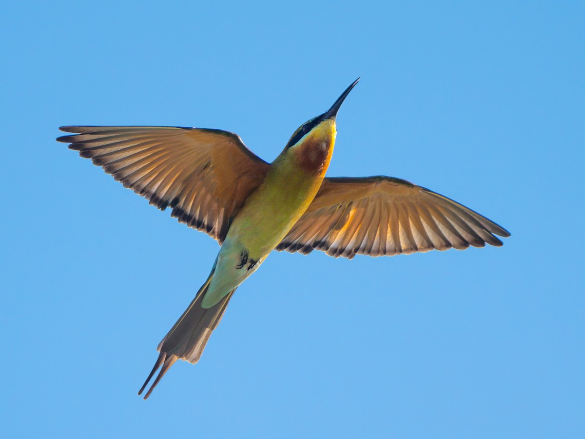 Blue-tailed Bee-eater - ML612817329