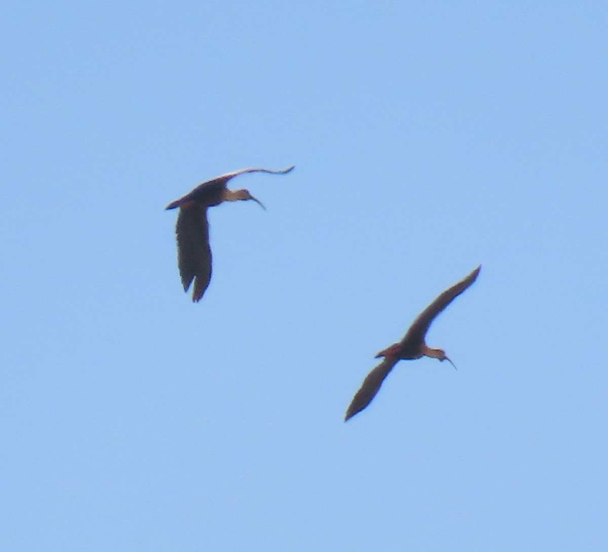 Black-faced Ibis - Nelson Contardo