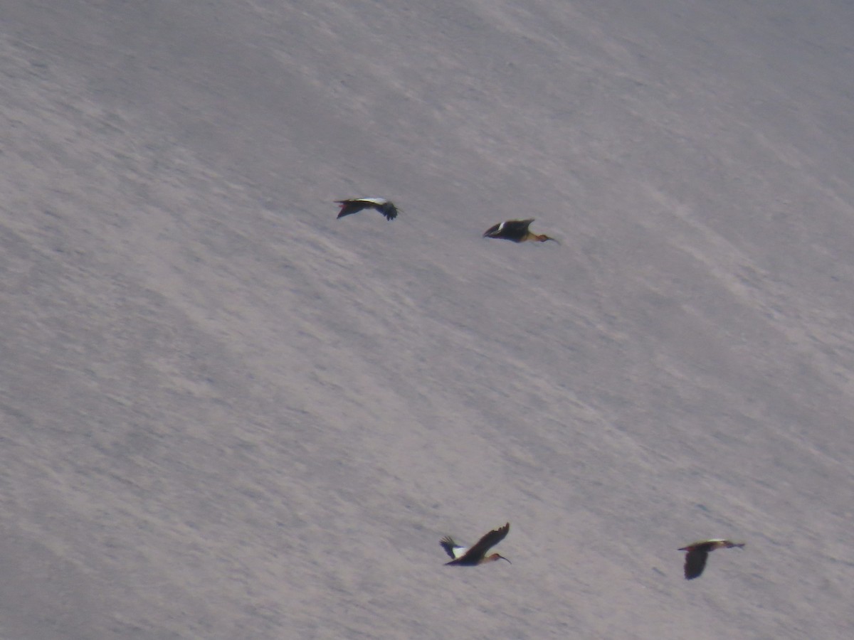 Black-faced Ibis - ML612817475