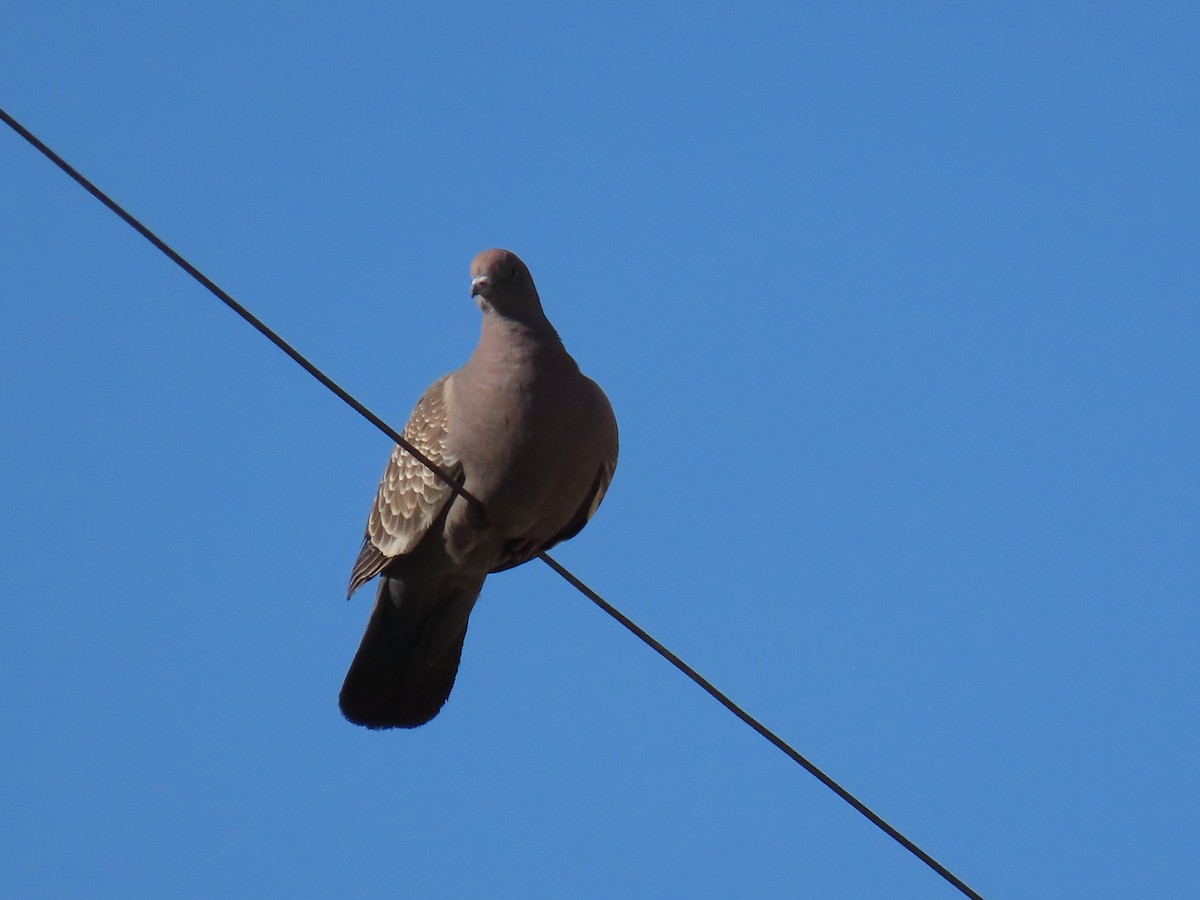 Spot-winged Pigeon - ML612817482