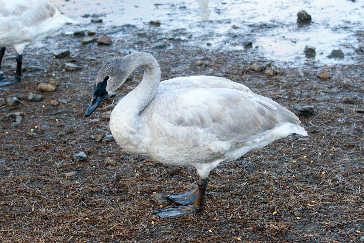 Trumpeter Swan - ML612817486