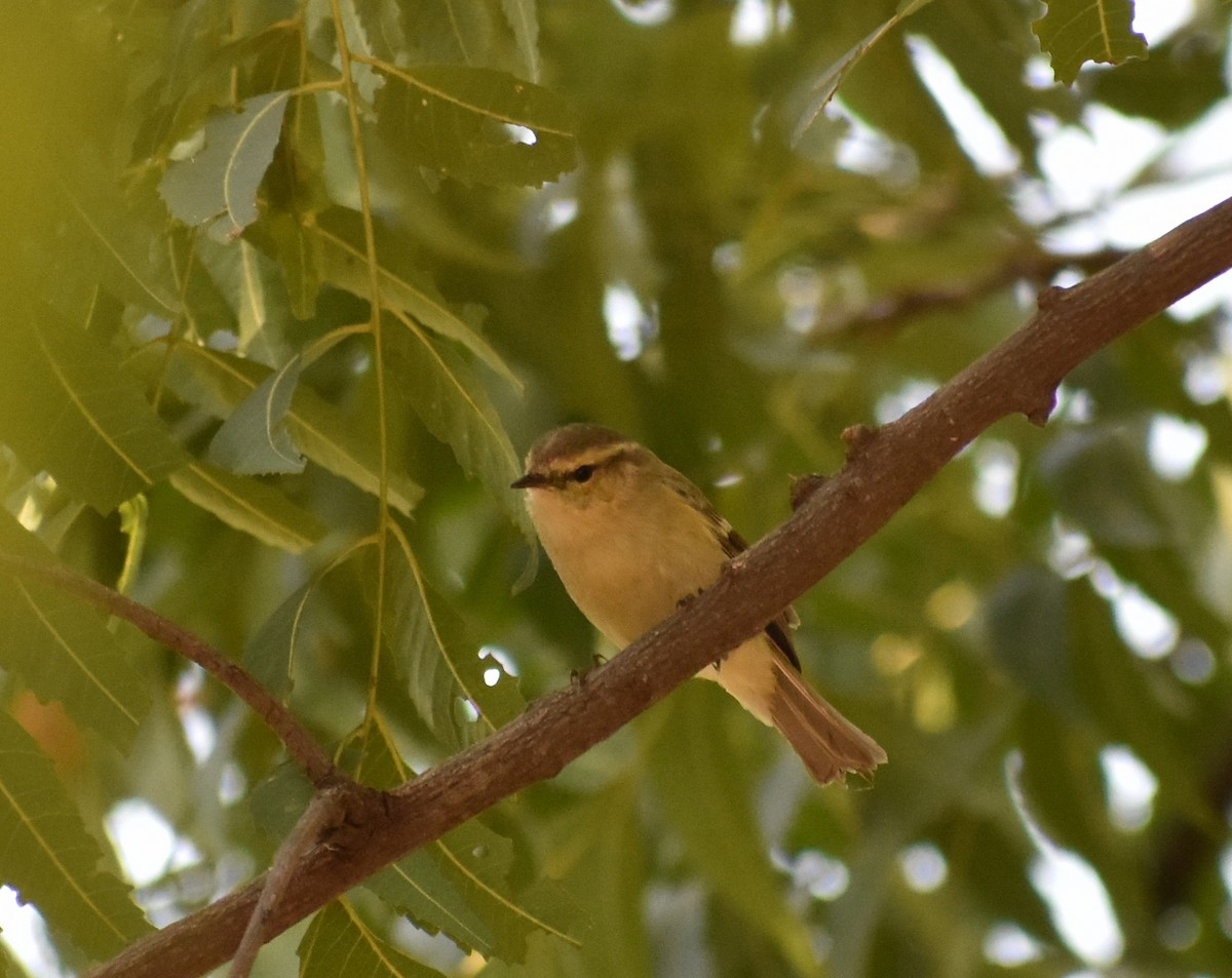 Hume's Warbler - Anonymous