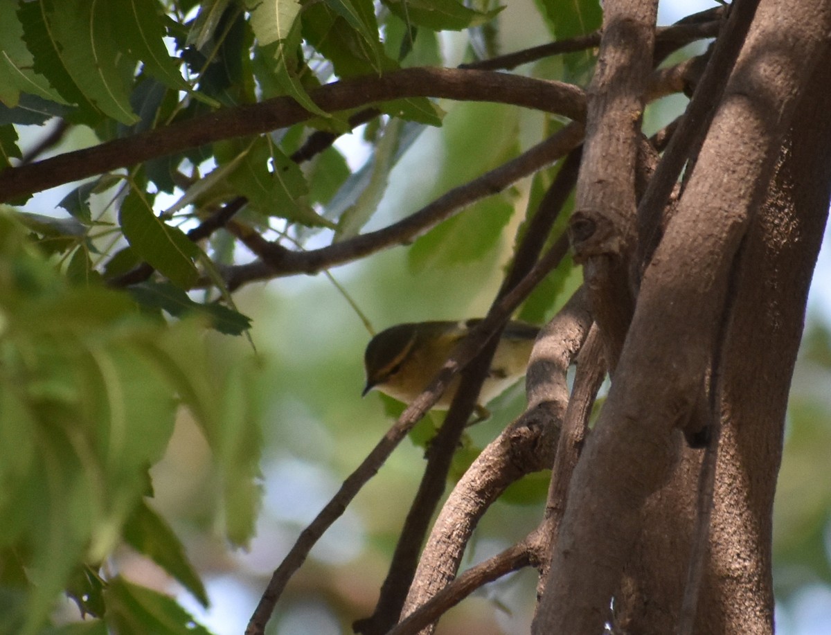 Hume's Warbler - ML612817538