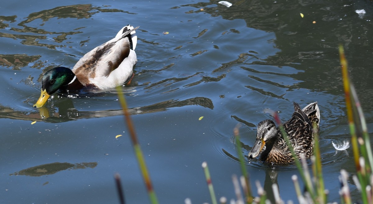 Canard colvert - ML612817545