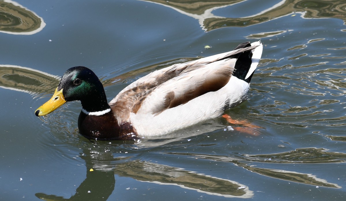 Canard colvert - ML612817546