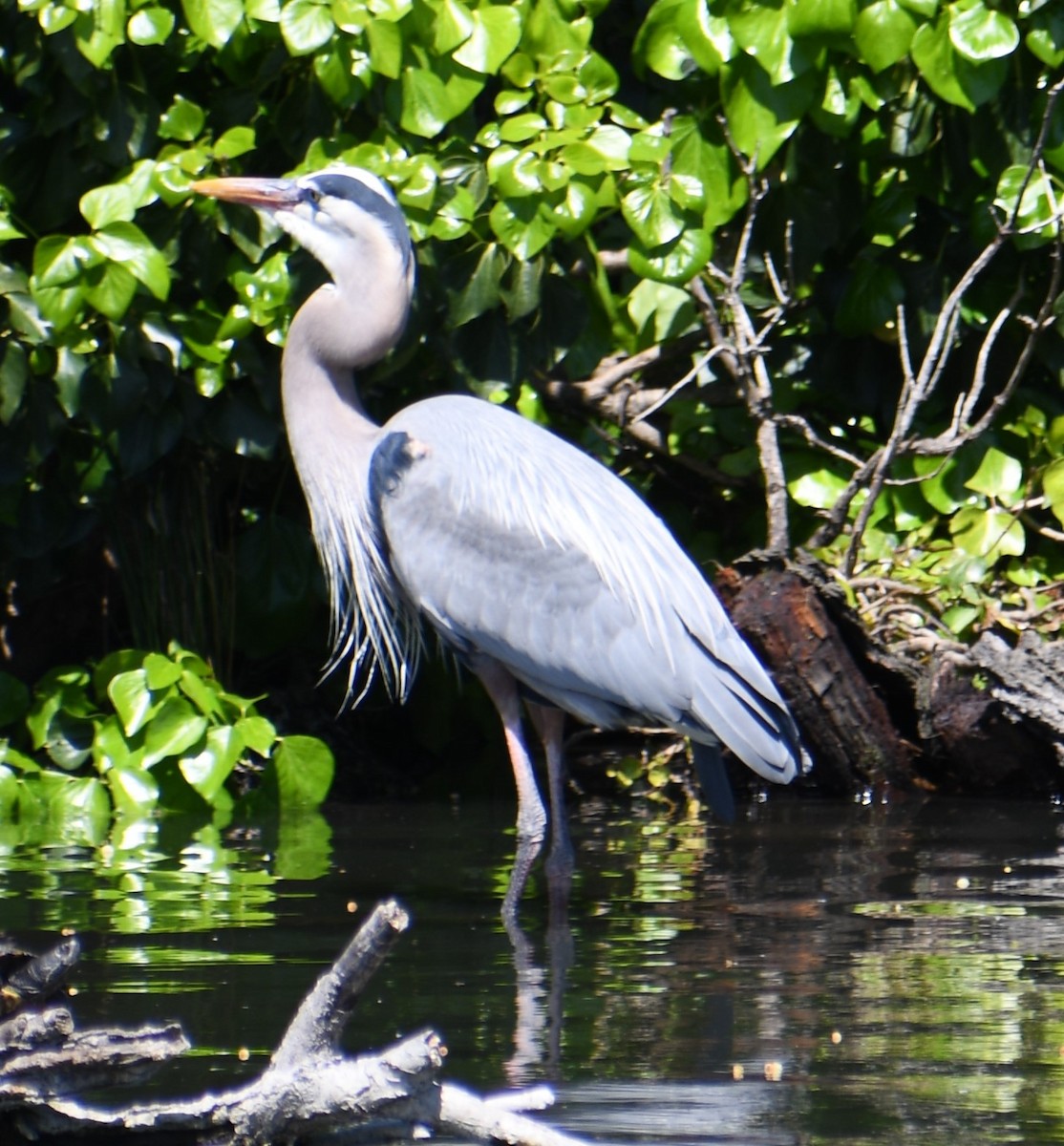 Great Blue Heron - ML612817552