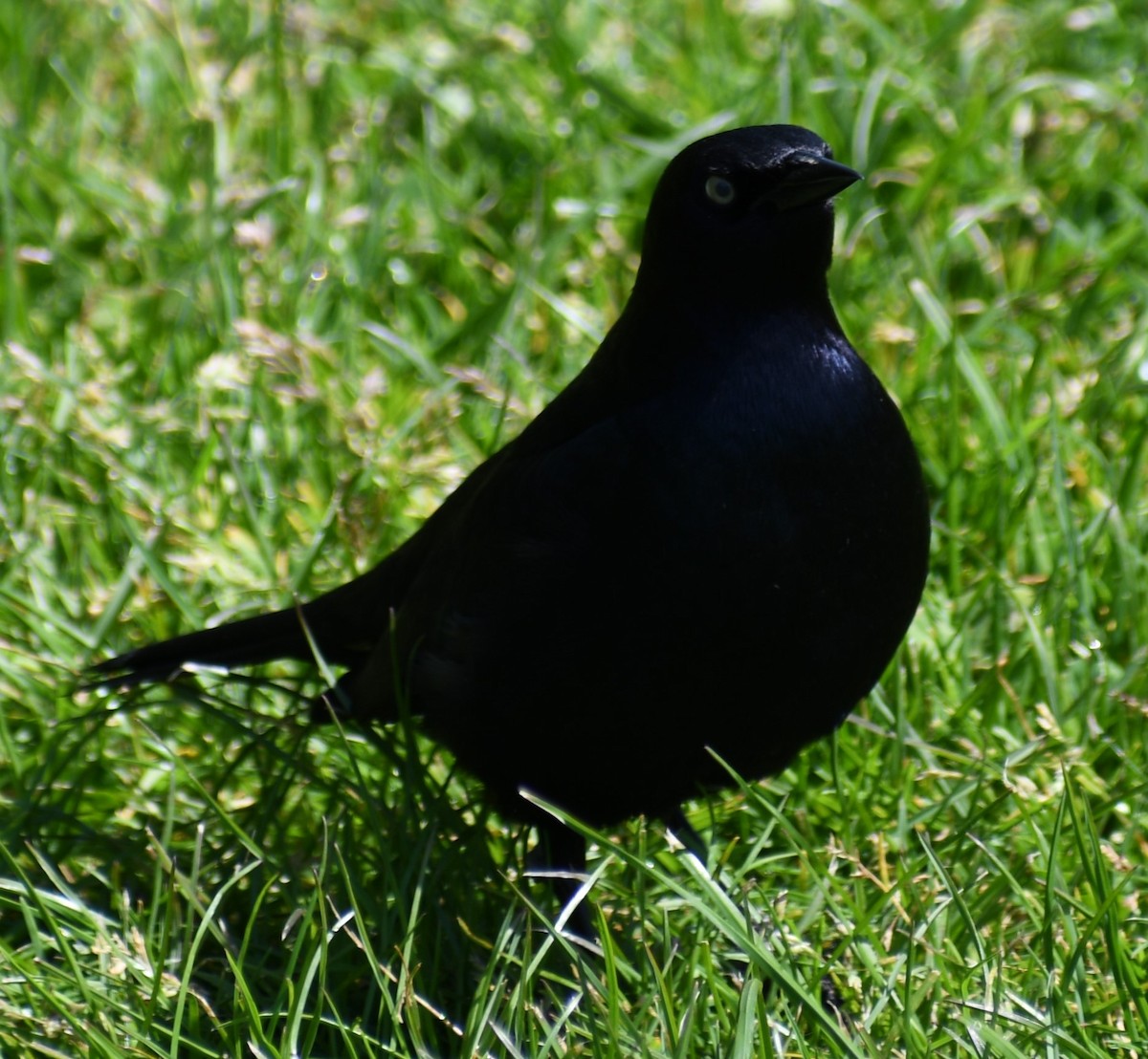 Brewer's Blackbird - ML612817557