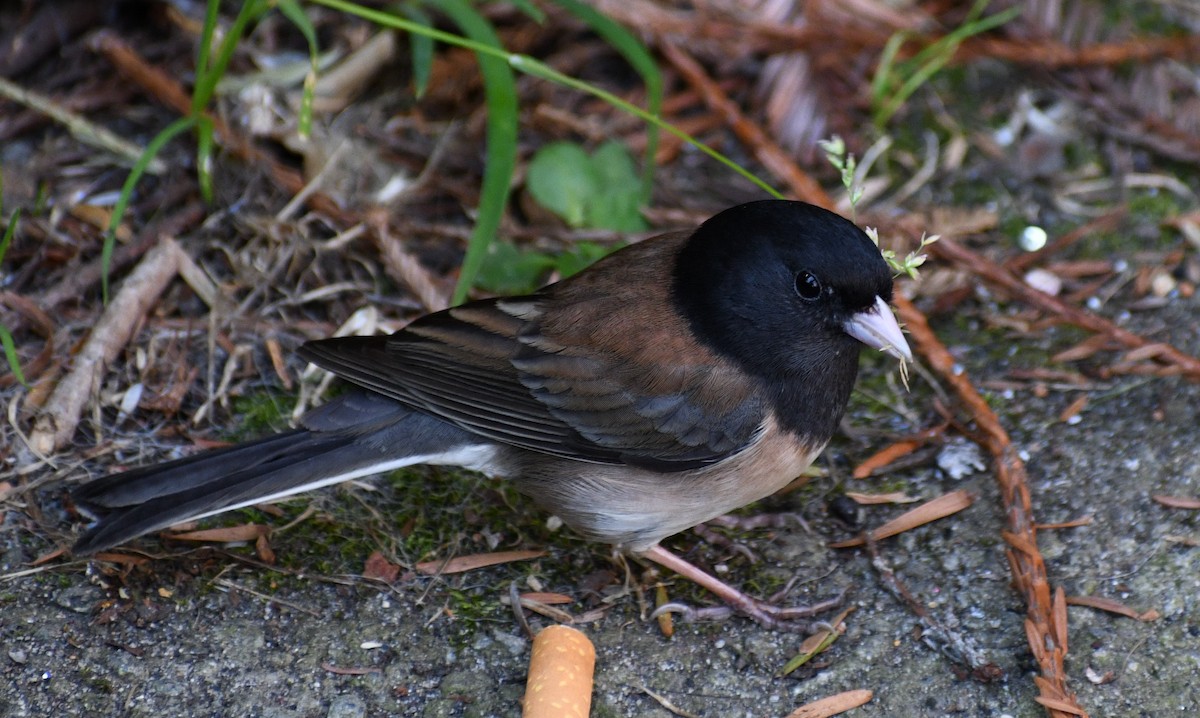 Dark-eyed Junco - ML612817563