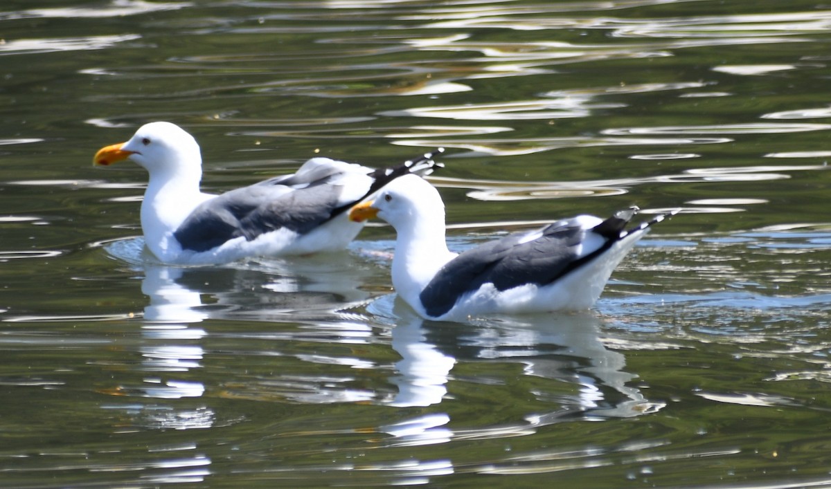 Goéland d'Audubon - ML612817588