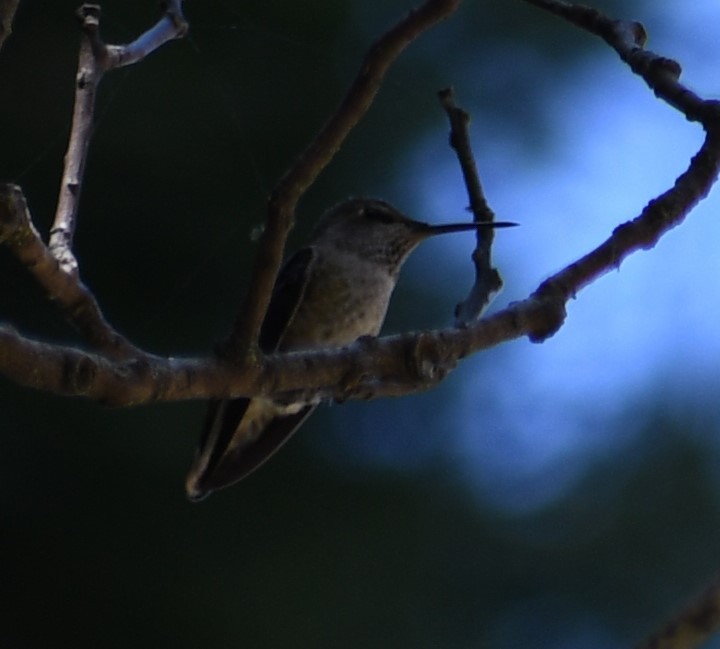 Anna's Hummingbird - Stephen Cox