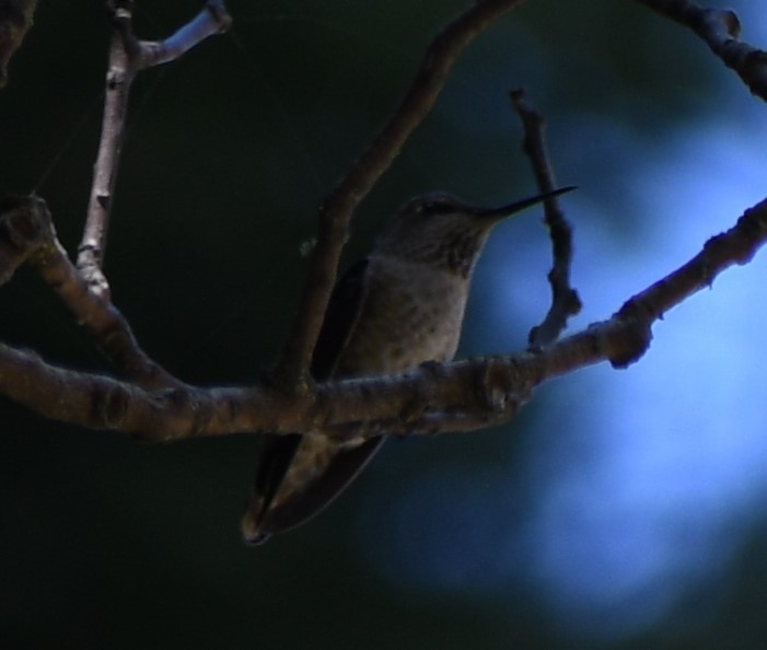 Anna's Hummingbird - ML612817590