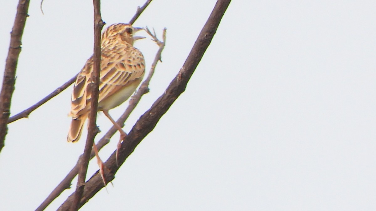 Jerdon's Bushlark - ML612817639