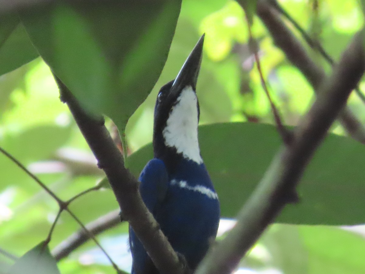 Blue-black Kingfisher - Suzanne Beauchesne