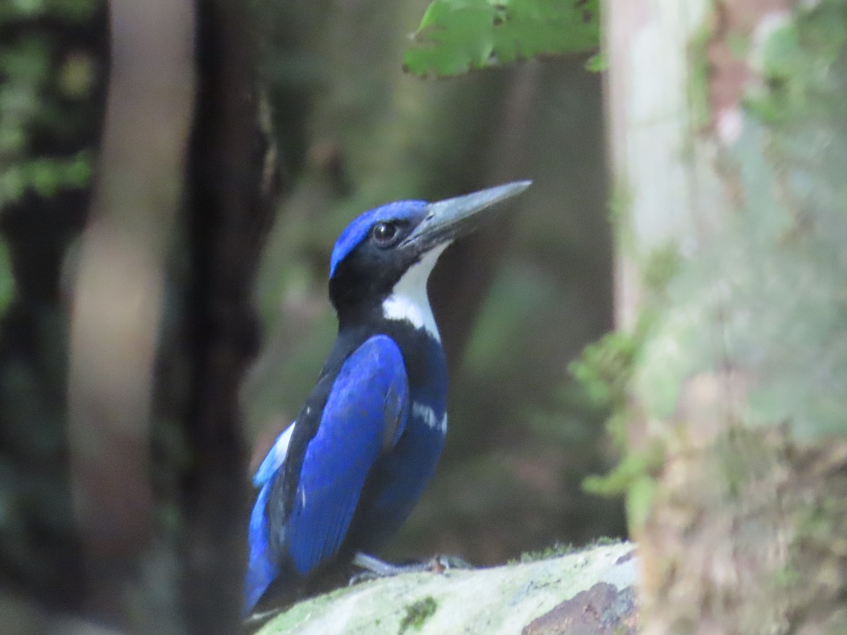 Blue-black Kingfisher - Suzanne Beauchesne