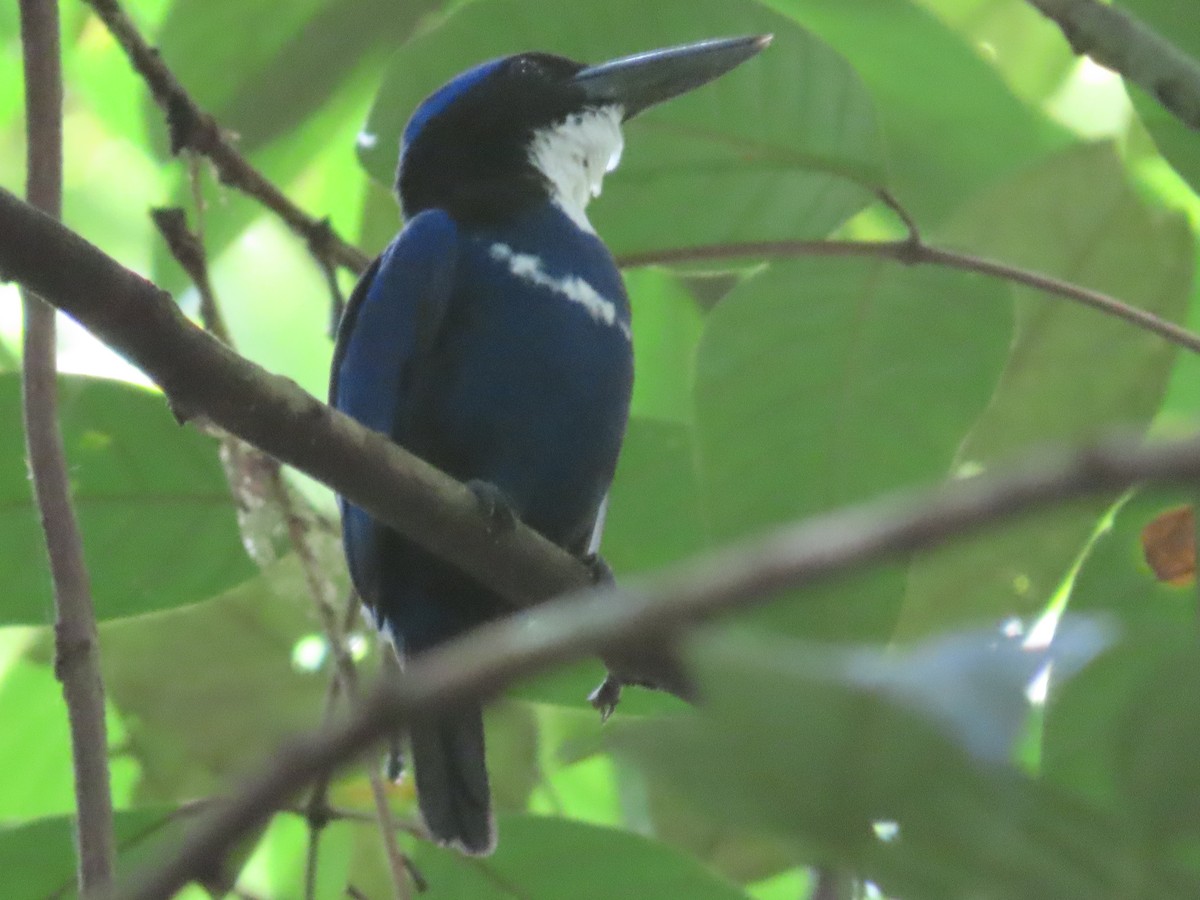 Blue-black Kingfisher - Suzanne Beauchesne