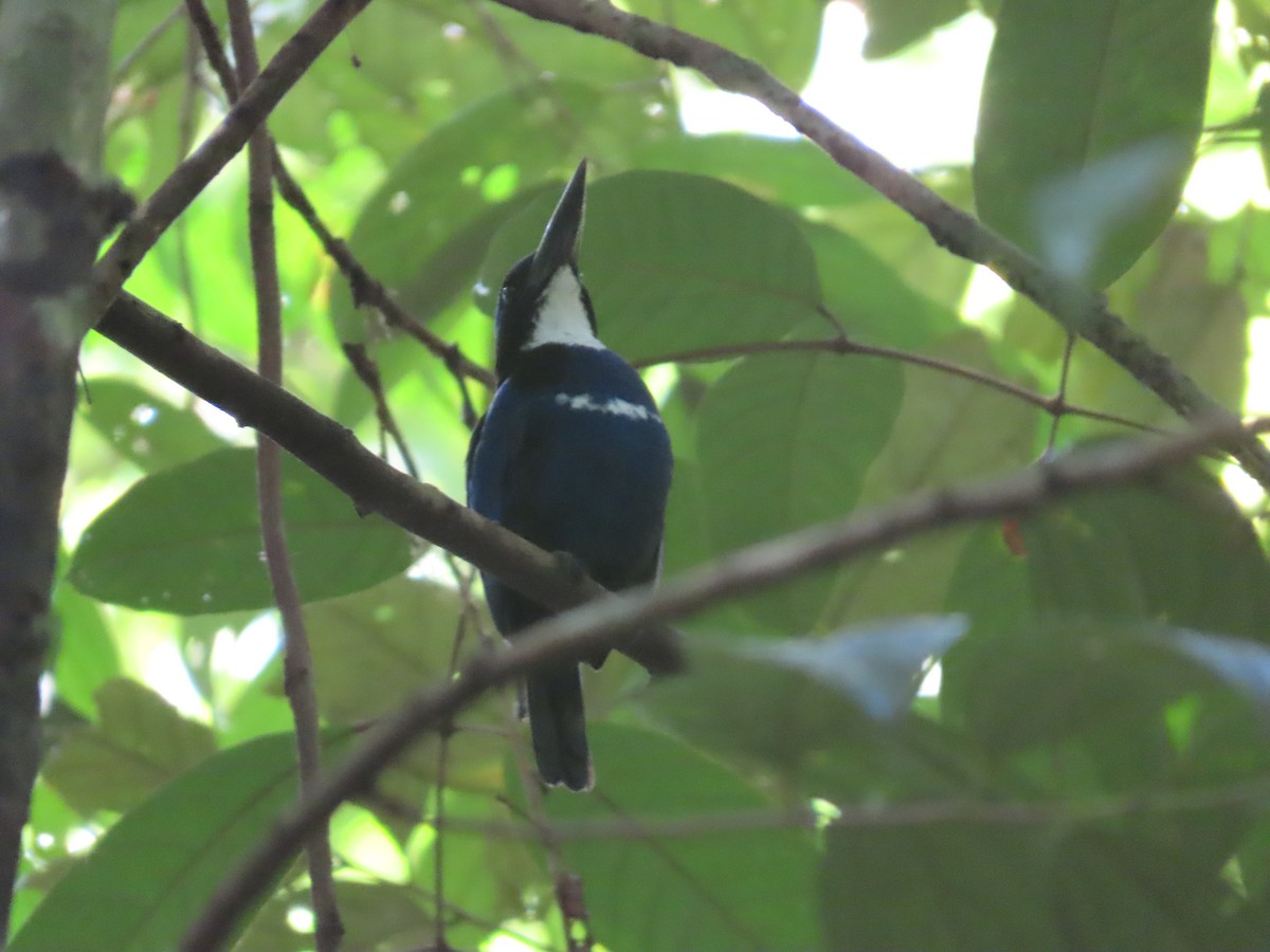 Blue-black Kingfisher - Suzanne Beauchesne
