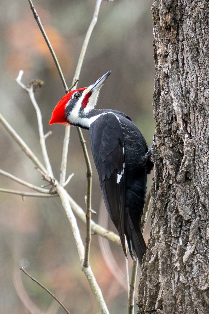 Pileated Woodpecker - ML612817680