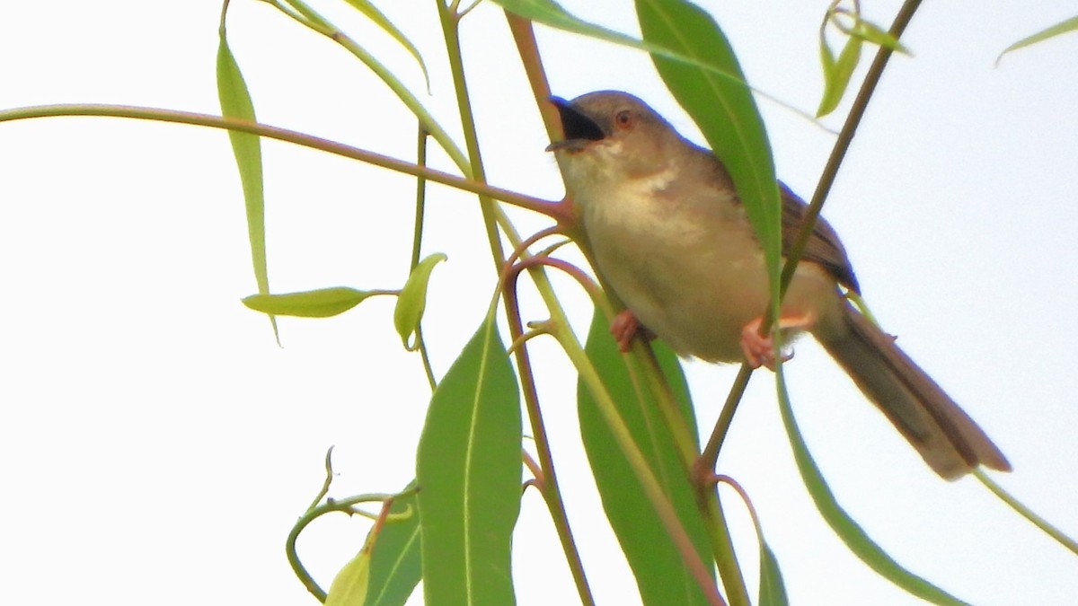 Jungle Prinia - Girish Chhatpar