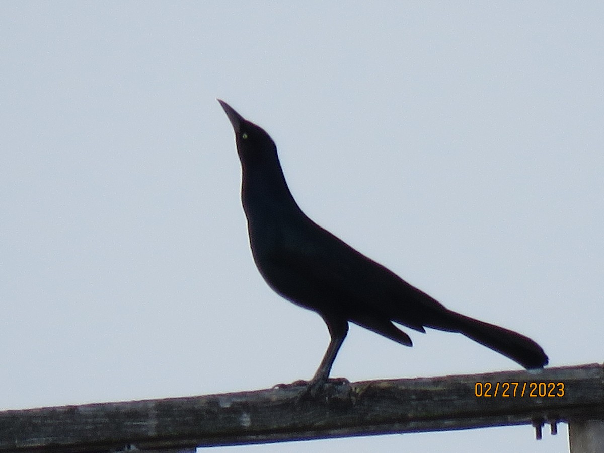 Boat-tailed Grackle - ML612817700
